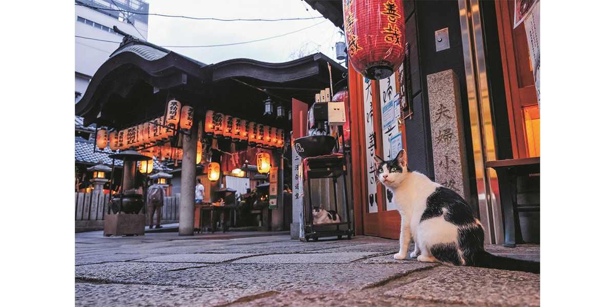 岩合光昭写真展　ご当地ねこ
【近畿】　大阪府、大阪市