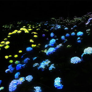 夜の植物園でアジサイが光り輝く作品《紫陽花の結晶》を初公開。『チームラボ ボタニカルガーデン 大阪』にて、6月10日(水)から
