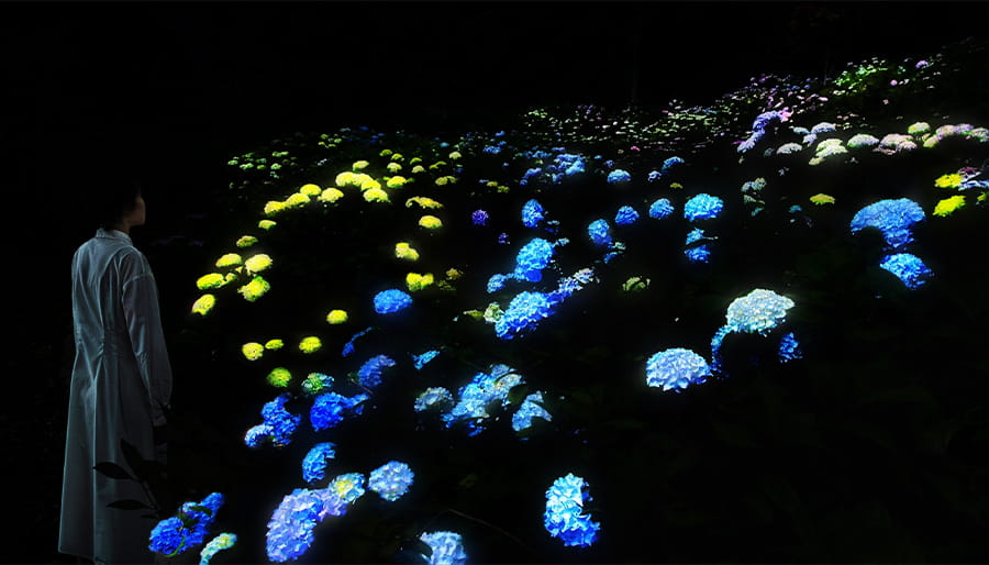 夜の植物園でアジサイが光り輝く作品《紫陽花の結晶》