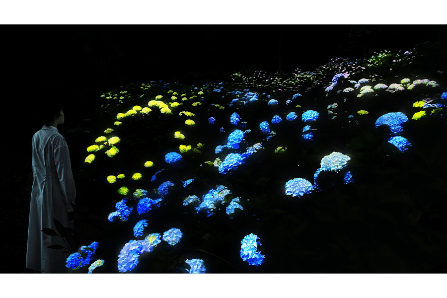 夜の植物園でアジサイが光り輝く作品《紫陽花の結晶》